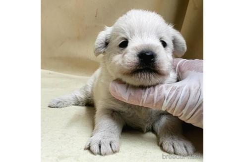 成約済の茨城県のミックス犬-175318の11枚目