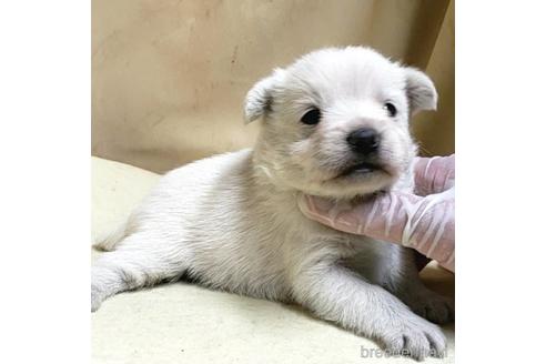 成約済の茨城県のミックス犬-175321の20枚目