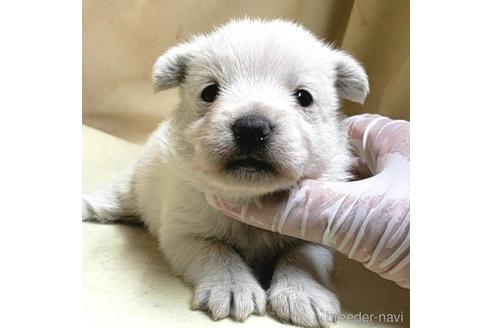 成約済の茨城県のミックス犬-175321の19枚目