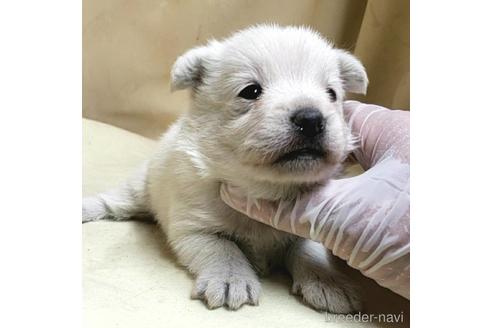 成約済の茨城県のミックス犬-175321の18枚目