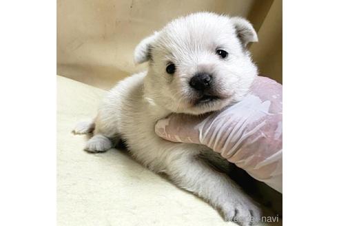 成約済の茨城県のミックス犬-175321の16枚目