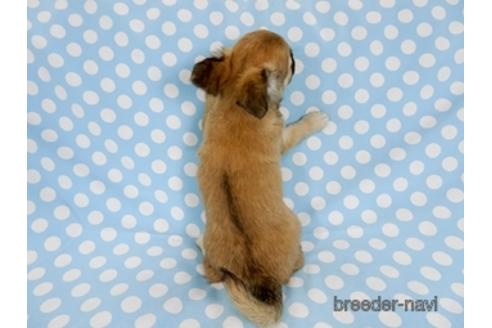 成約済の千葉県のチワワ(ロングコート)-171508の4枚目