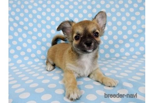 成約済の千葉県のチワワ(ロングコート)-171508の3枚目