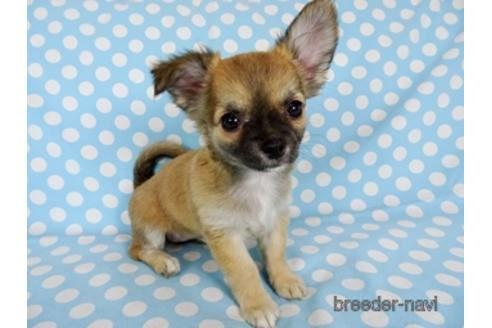 成約済の千葉県のチワワ(ロングコート)-171508の2枚目