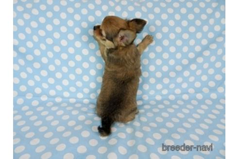 成約済の千葉県のチワワ(ロングコート)-172258の4枚目