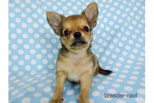 成約済の千葉県のチワワ(ロングコート)-172258の3枚目