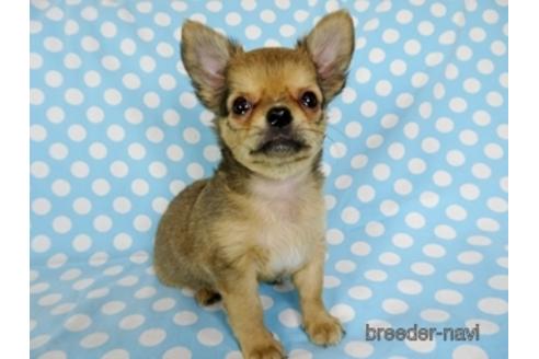 成約済の千葉県のチワワ(ロングコート)-172258の2枚目