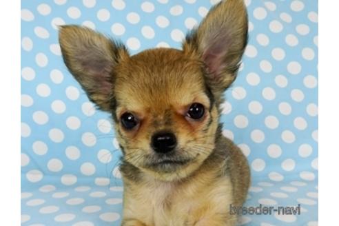 成約済の千葉県のチワワ(ロングコート)-172258