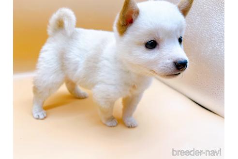 成約済の東京都の豆柴-176120の2枚目