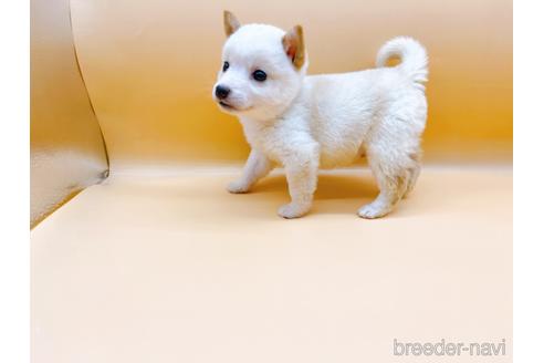 成約済の東京都の豆柴-176120の3枚目