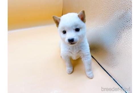 成約済の東京都の豆柴-176120の8枚目