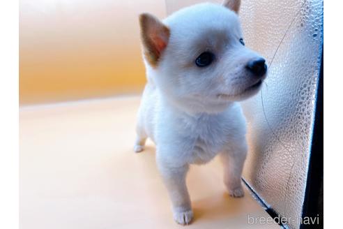 成約済の東京都の豆柴-176120の6枚目