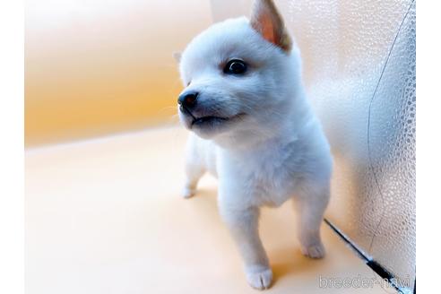 成約済の東京都の豆柴-176120の7枚目