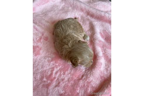 成約済の山形県のマルプー:マルチーズ×トイプードル-175206の2枚目