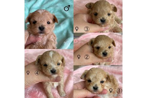 成約済の山形県のマルプー:マルチーズ×トイプードル-175206の4枚目