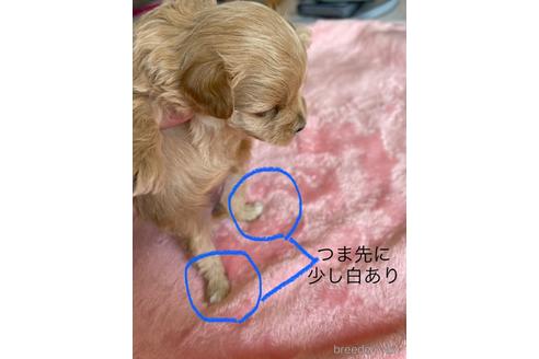 成約済の山形県のマルプー:マルチーズ×トイプードル-175206の5枚目