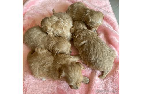 成約済の山形県のマルプー:マルチーズ×トイプードル-175206の6枚目