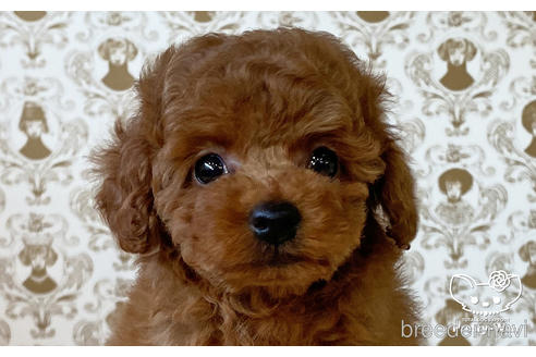 成約済の愛知県のタイニープードル-176106の1枚目