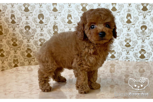 成約済の愛知県のタイニープードル-176106の2枚目