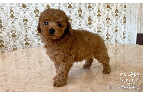 成約済の愛知県のタイニープードル-176106の3枚目