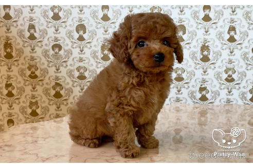 成約済の愛知県のタイニープードル-176106の4枚目