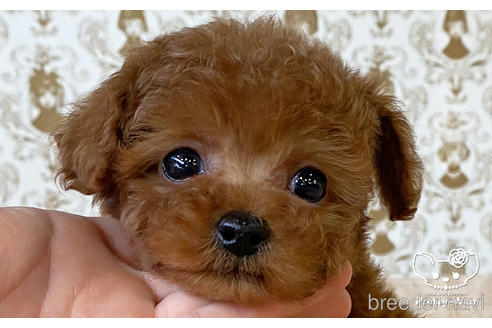 成約済の愛知県のタイニープードル-176107の1枚目