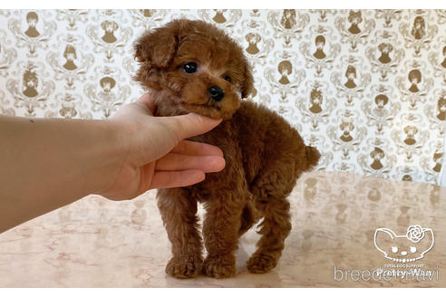 成約済の愛知県のタイニープードル-176107の2枚目