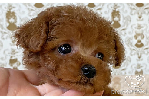 成約済の愛知県のタイニープードル-176107の4枚目