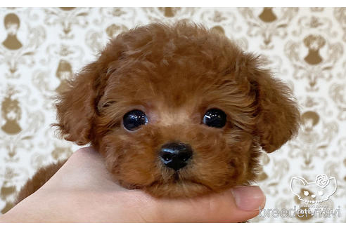 成約済の愛知県のタイニープードル-176107の5枚目