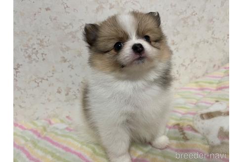 成約済の新潟県のポメチワ:ポメラニアン×チワワ-174168の6枚目
