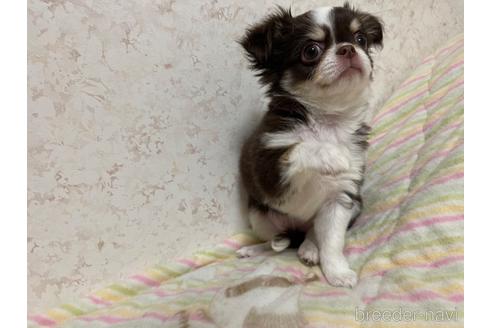 成約済の新潟県のチワワ(ロングコート)-172161の5枚目