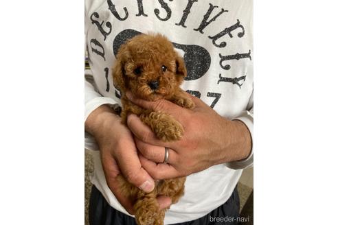 成約済の静岡県のタイニープードル-175292の1枚目