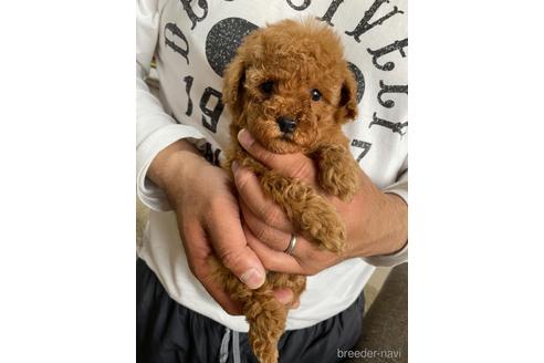 成約済の静岡県のタイニープードル-175292の2枚目