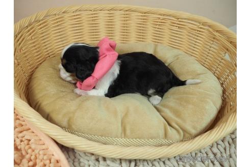 成約済の埼玉県のキャバリアキングチャールズスパニエル-176131の4枚目
