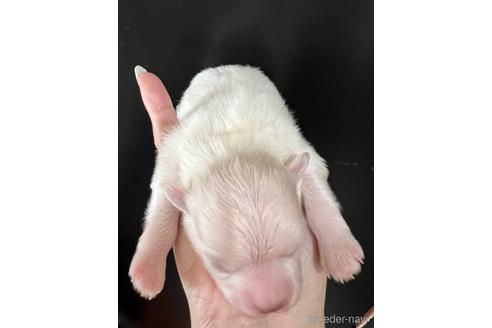 成約済の埼玉県のマルチーズ-176132の23枚目