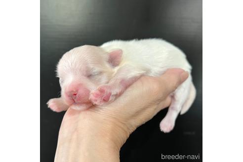 成約済の埼玉県のマルチーズ-176132の22枚目
