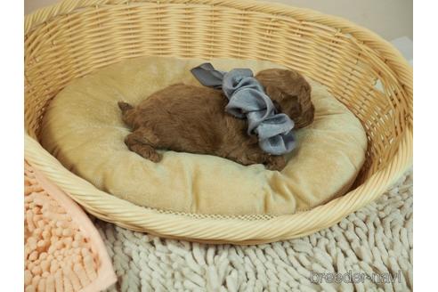 成約済の埼玉県のタイニープードル-176134の2枚目