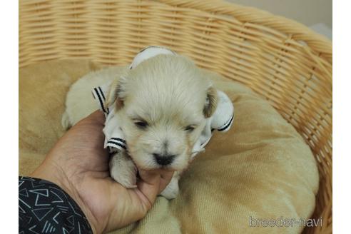 成約済の埼玉県のマルプー:マルチーズ×トイプードル-176160の1枚目