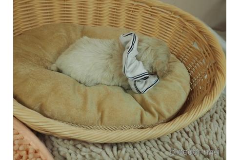 成約済の埼玉県のマルプー:マルチーズ×トイプードル-176160の5枚目