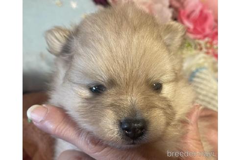 成約済の北海道のポメラニアン-176164の2枚目