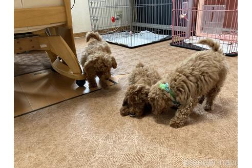 成約済の千葉県のトイプードル-174368の3枚目
