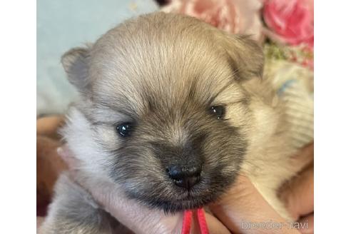 成約済の北海道のポメラニアン-176172の2枚目