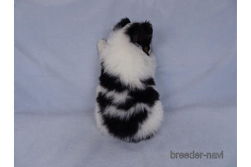 成約済の千葉県のパピヨン-176180の8枚目