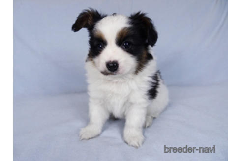 成約済の千葉県のパピヨン-176180の7枚目