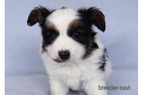 成約済の千葉県のパピヨン-176180の6枚目