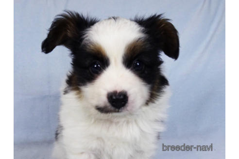 成約済の千葉県のパピヨン-176180の5枚目