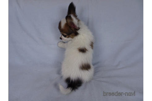 成約済の千葉県のパピヨン-173208の8枚目