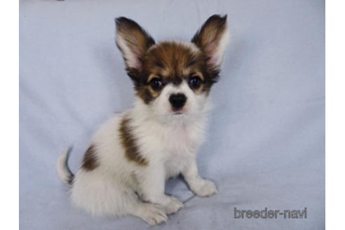 成約済の千葉県のパピヨン-173208の7枚目