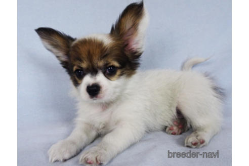 成約済の千葉県のパピヨン-173208の6枚目