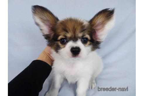 成約済の千葉県のパピヨン-173208の5枚目